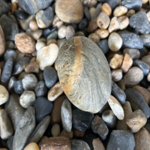 ecological time capsule